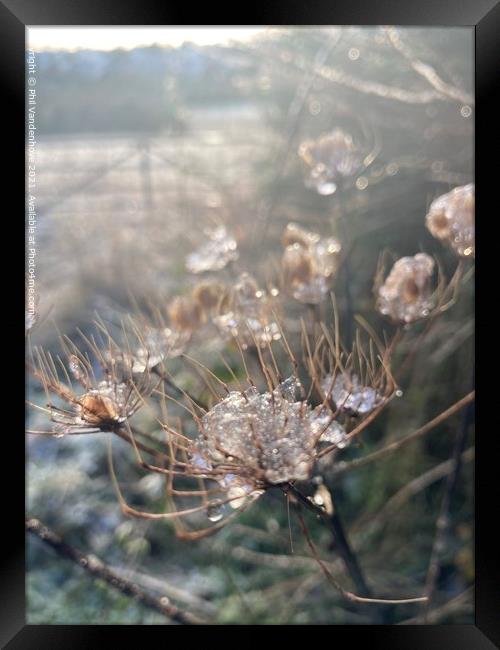 Frost nipped flora Framed Print by Phil Vandenhove