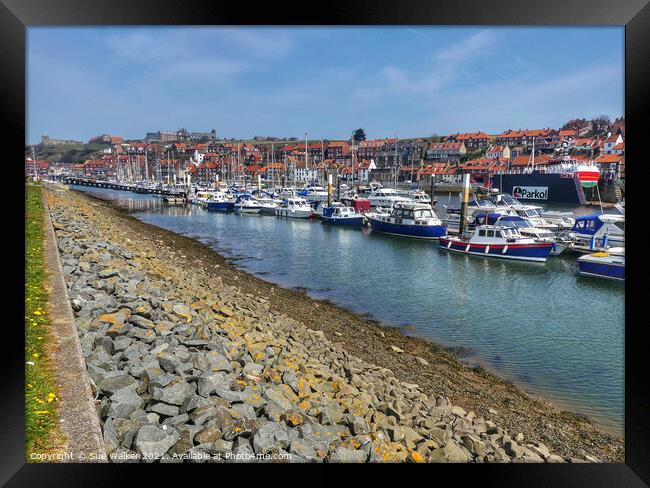 Whitby Harbour Framed Print by Sue Walker