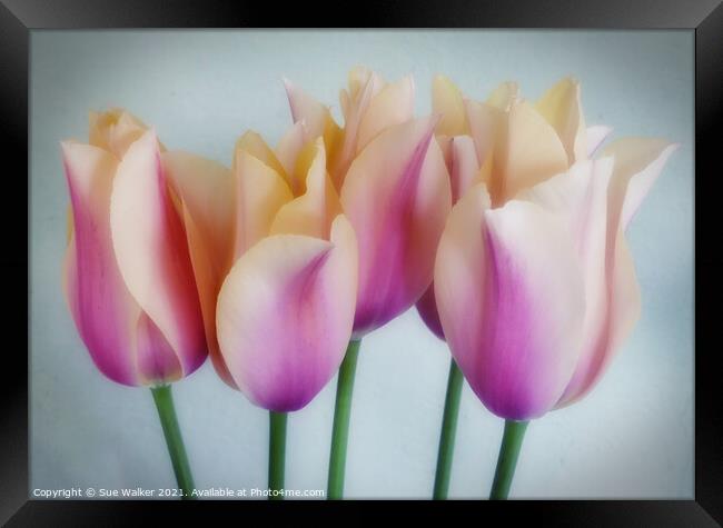 Tulips Framed Print by Sue Walker