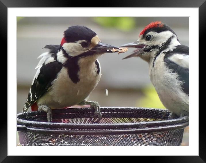Great Spotted Woodpecker and youngster Framed Mounted Print by Sue Walker