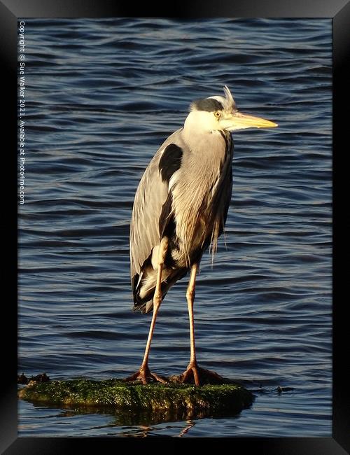 Heron looking for it’s next meal Framed Print by Sue Walker