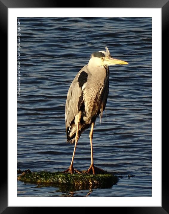 Heron looking for it’s next meal Framed Mounted Print by Sue Walker