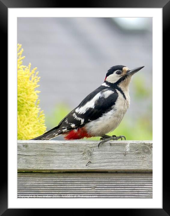 Great Spotted Woodpecker Framed Mounted Print by Sue Walker