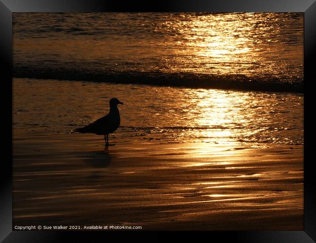 Seagull silhouette at sunset Framed Print by Sue Walker