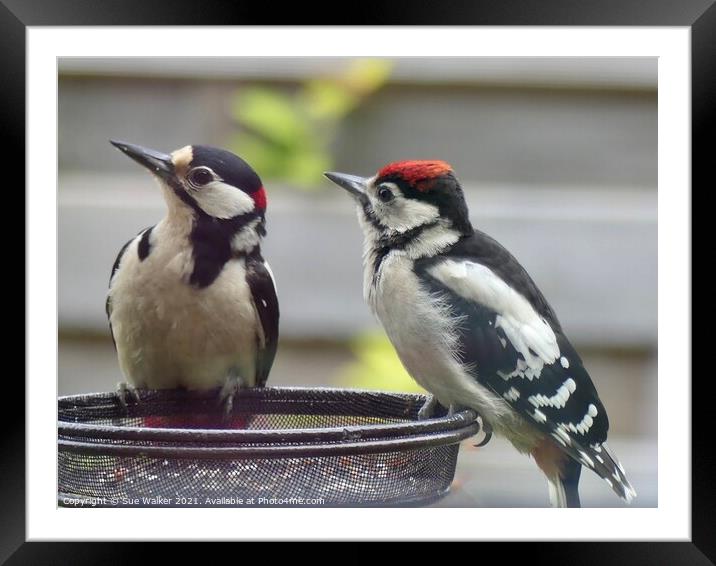 What are we looking at Dad? Framed Mounted Print by Sue Walker