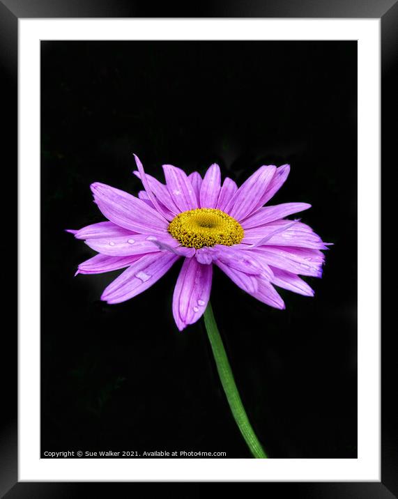 Pink / purple flower Framed Mounted Print by Sue Walker