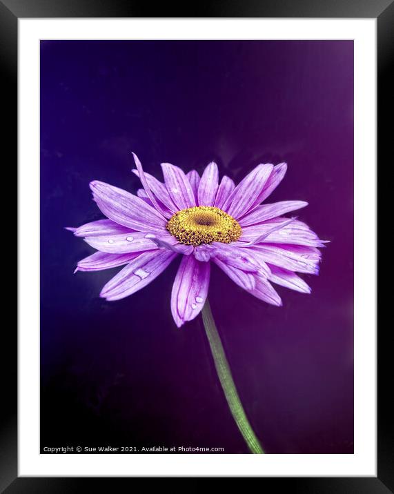 Purple flower Framed Mounted Print by Sue Walker