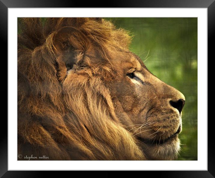 A lion looking at the camera Framed Mounted Print by stephen rutter