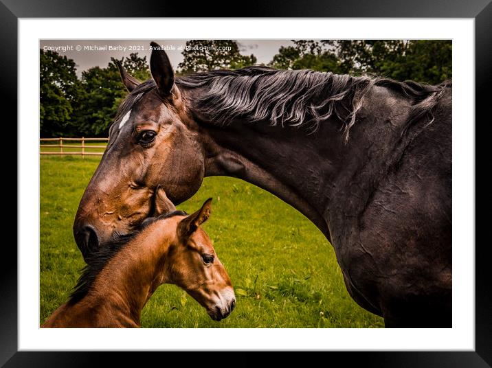 Mare and foal Framed Mounted Print by Michael Barby