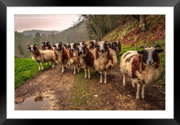 Jacob sheep in the Cotswolds Framed Mounted Print by Michael Barby