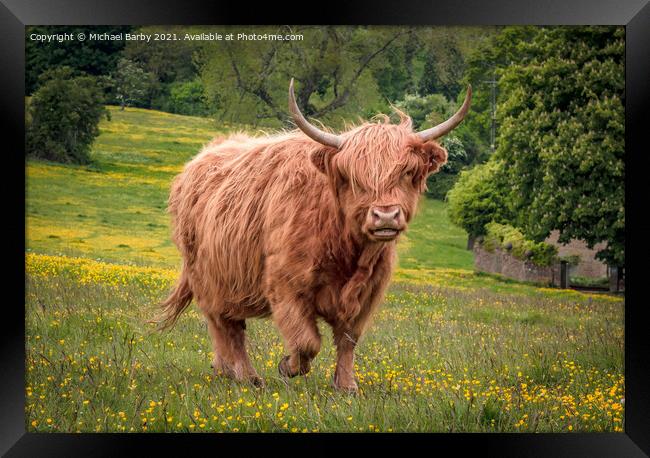 Highland Cow on Minchinhampton Common Framed Print by Michael Barby