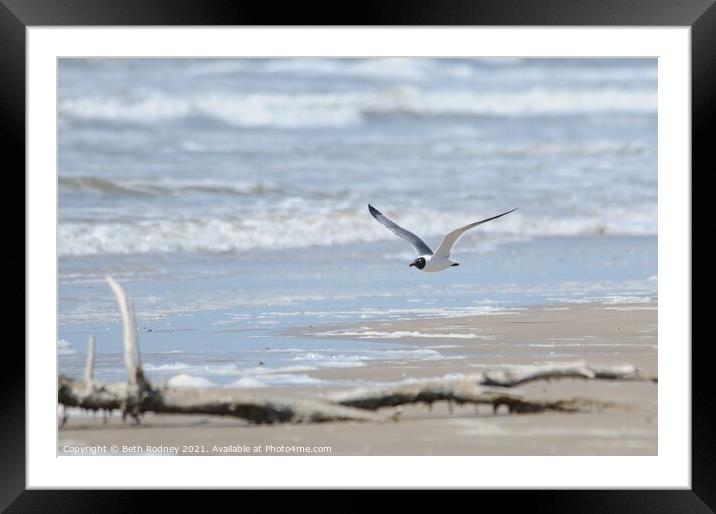 Gull and Surf Framed Mounted Print by Beth Rodney