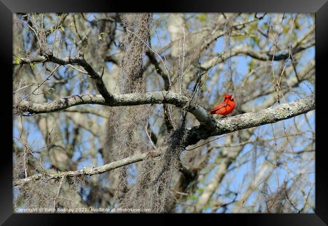 Cardinal in Early Spring Framed Print by Beth Rodney