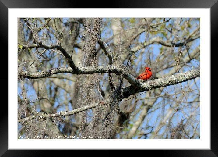 Cardinal in Early Spring Framed Mounted Print by Beth Rodney