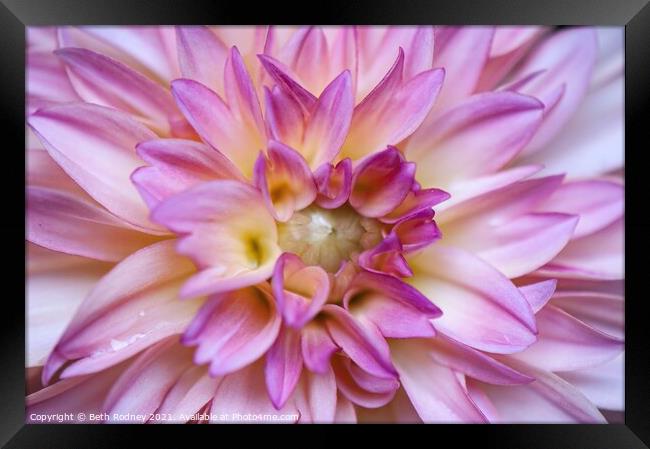 Dahlia Center Framed Print by Beth Rodney