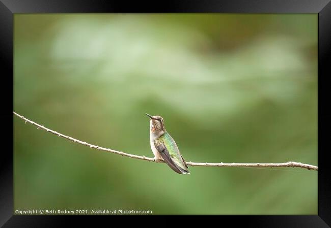 Juvenile Ruby throated Hummingbird Framed Print by Beth Rodney
