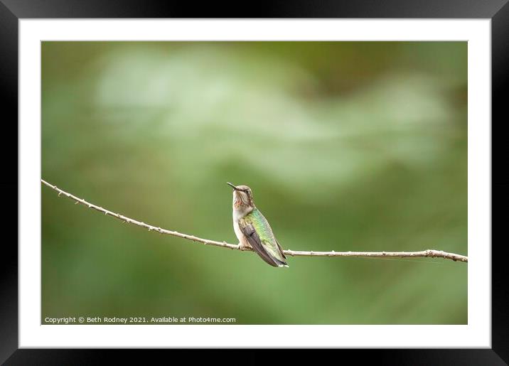 Juvenile Ruby throated Hummingbird Framed Mounted Print by Beth Rodney