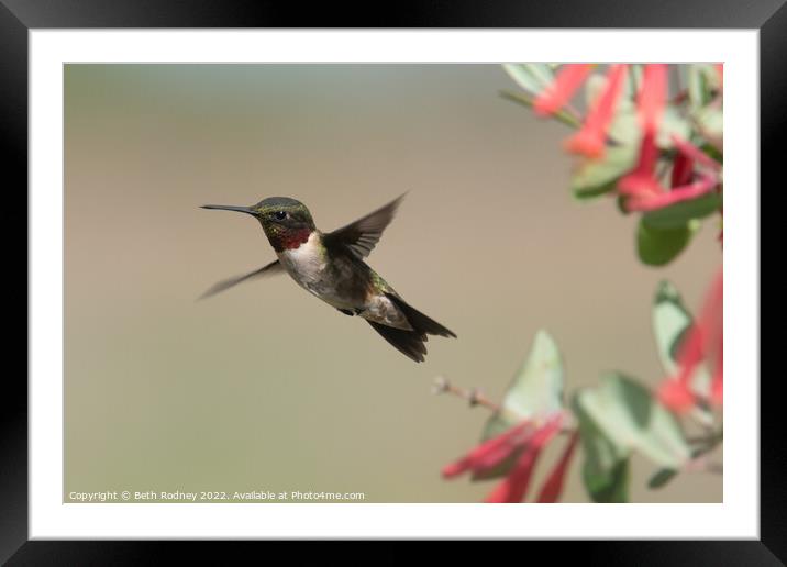 Ruby throated hummingbird Framed Mounted Print by Beth Rodney