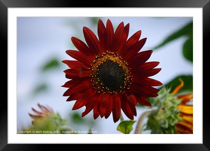 Red sunflower Framed Mounted Print by Beth Rodney