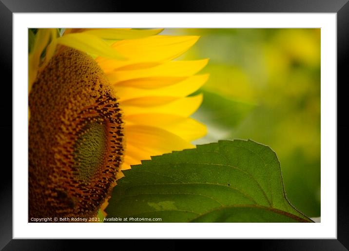 Sunflower close-up Framed Mounted Print by Beth Rodney
