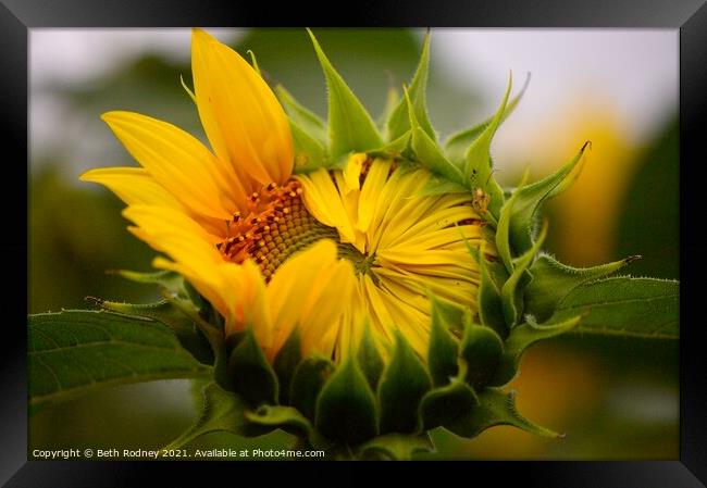 Peeking Sunflower close-up Framed Print by Beth Rodney