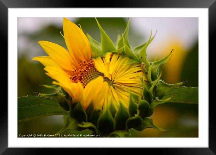 Peeking Sunflower close-up Framed Mounted Print by Beth Rodney