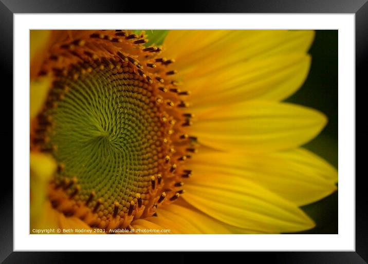 Sunflower Center close-up Framed Mounted Print by Beth Rodney
