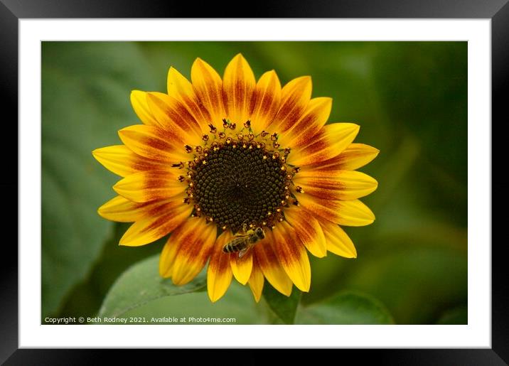 Bee and sunflower Framed Mounted Print by Beth Rodney