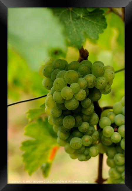 White wine grapes Framed Print by Beth Rodney