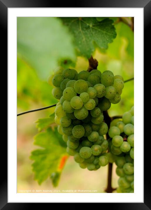 White wine grapes Framed Mounted Print by Beth Rodney