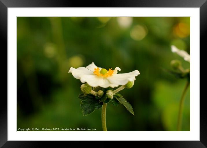 Japanese anenome flower Framed Mounted Print by Beth Rodney