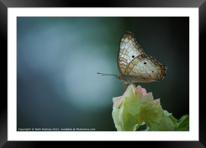 White Peacock close-up Framed Mounted Print by Beth Rodney