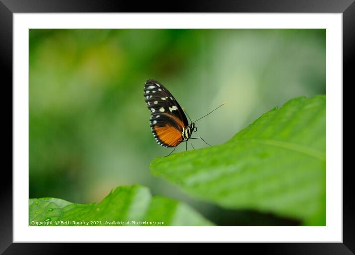 Tiger Longwing Framed Mounted Print by Beth Rodney