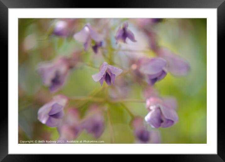 Windy Wisteria  Framed Mounted Print by Beth Rodney