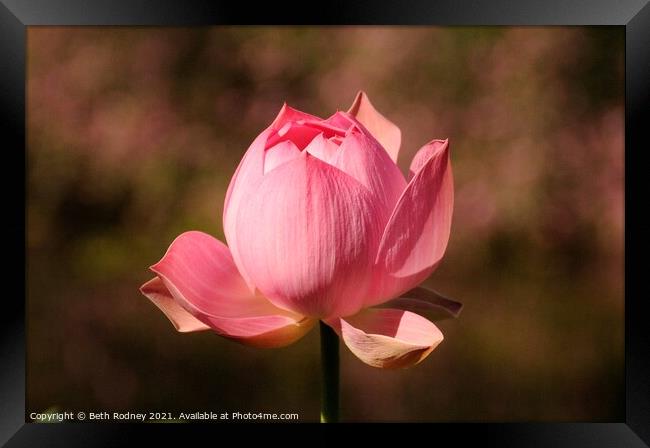Pink Lotus Close-up Framed Print by Beth Rodney