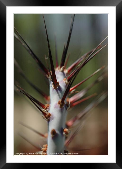 Spiny Framed Mounted Print by Beth Rodney