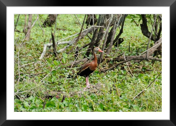 Black bellied whistling duck Framed Mounted Print by Beth Rodney