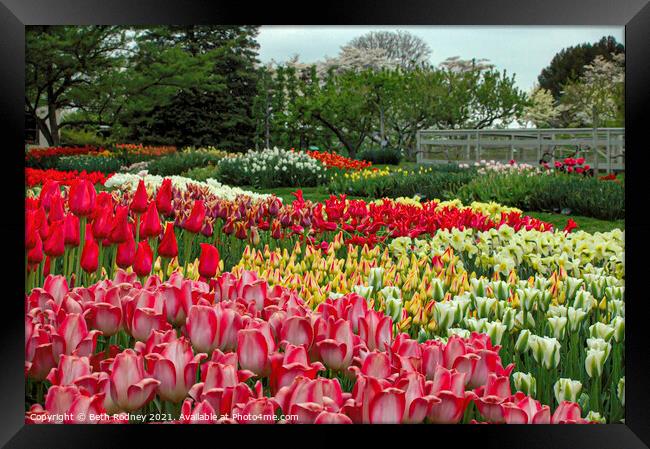 Tulip Fields Framed Print by Beth Rodney