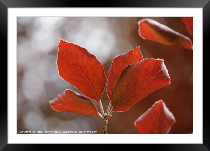 Red leaves Framed Mounted Print by Beth Rodney