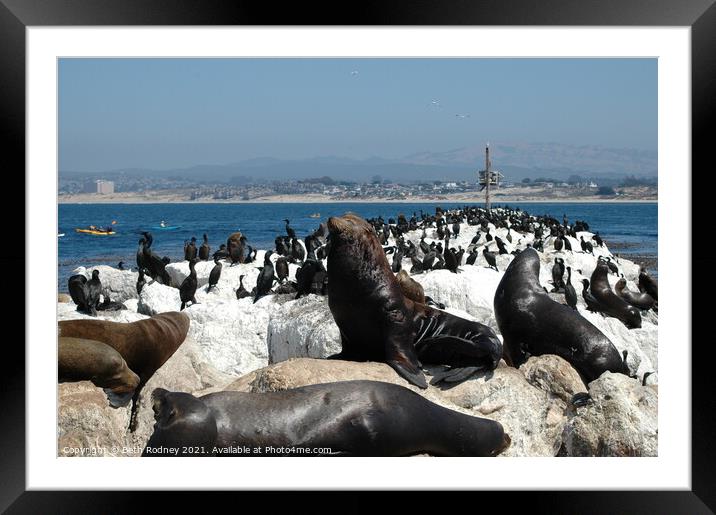 California Sea Lion Rookery Framed Mounted Print by Beth Rodney
