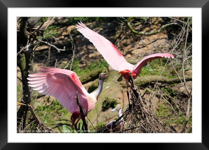 Roseate Spoonbill Tussle Framed Mounted Print by Beth Rodney