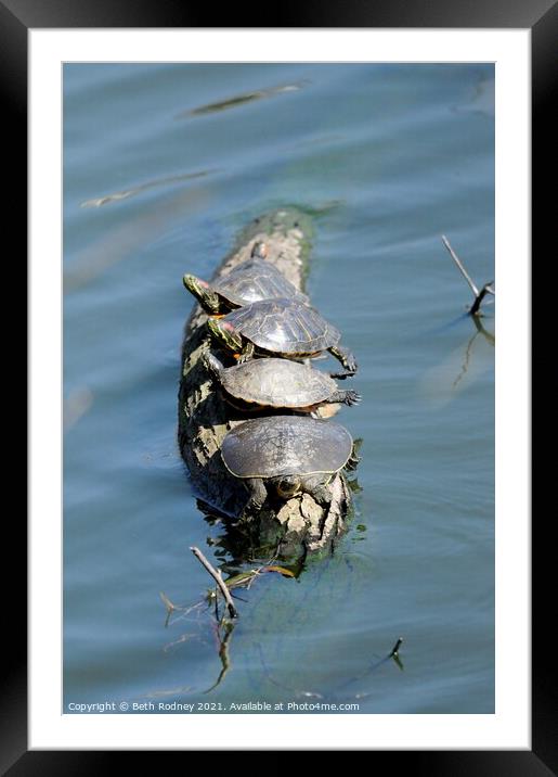 Turtles in a row Framed Mounted Print by Beth Rodney