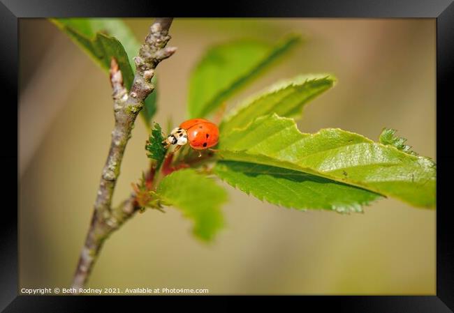 Ladybug Framed Print by Beth Rodney