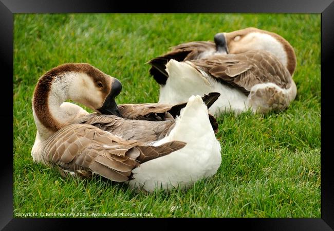 African geese Framed Print by Beth Rodney