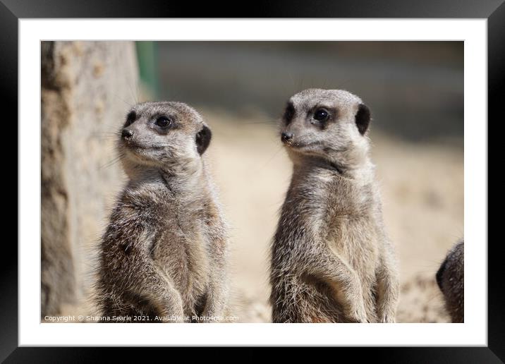 Meerkats Framed Mounted Print by The Travel Trap