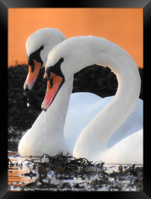 Swans Framed Print by Sean Fillingham