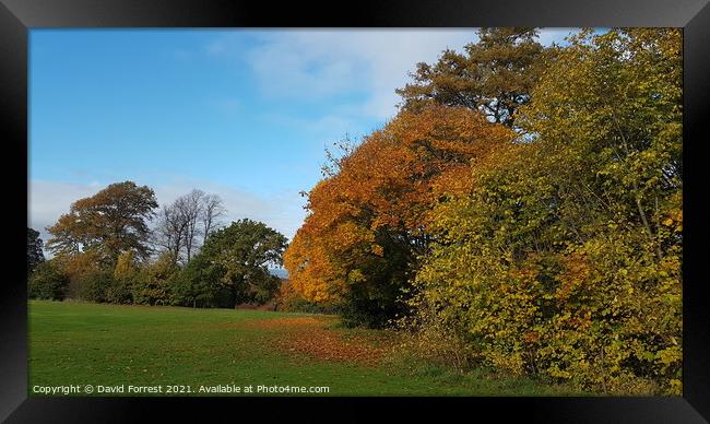 Plant tree Framed Print by David Forrest