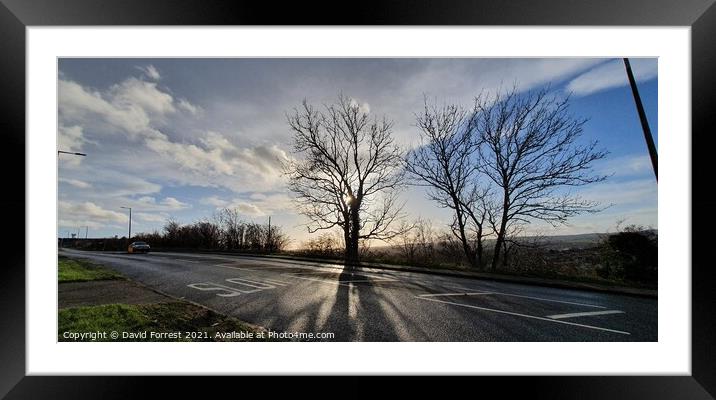 Tree silhouette Framed Mounted Print by David Forrest