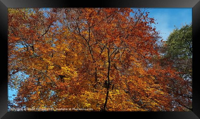 Autumn Tree Leaves Framed Print by David Forrest