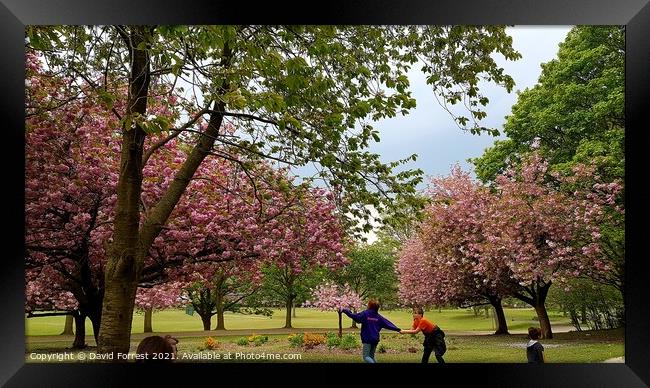 Cherry Blossom Tree fun with kids at High Hazels Park in Sheffield Framed Print by David Forrest
